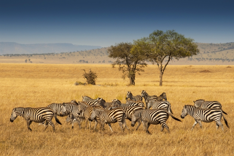 Private Safari in the Serengeti