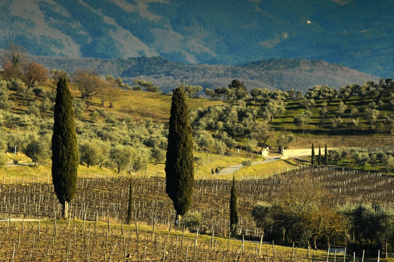 Exclusive Vineyard Tour in Tuscany